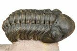 Metacanthina Trilobite With Reedops - Lghaft, Morocco #368572-7